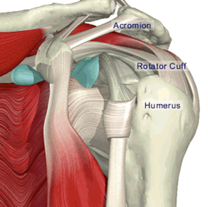artroza v rameni Sunătoare în tratamentul articulațiilor