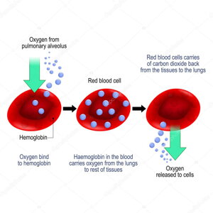 hemoglobin